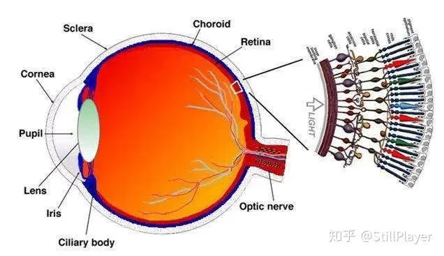 怎么认知自己的真实长相?